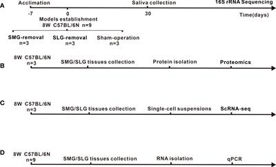 The submandibular and sublingual glands maintain oral microbial homeostasis through multiple antimicrobial proteins